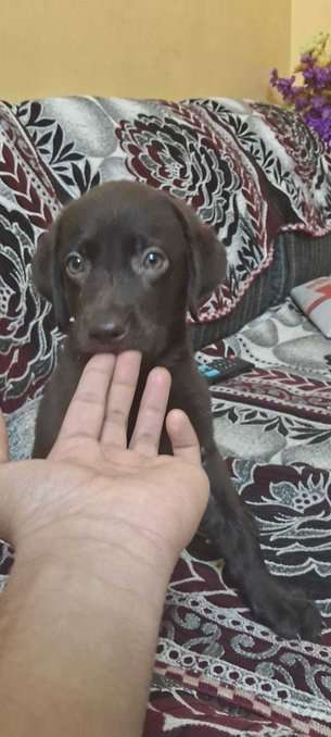 Labrador Retriever For Sale In Nagpur