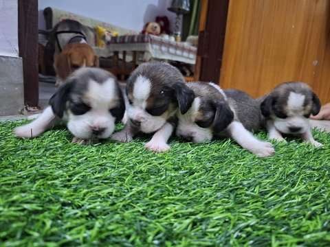 Beagle For Sale In Lucknow