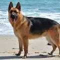 German Shepherd For Adoption In Viluppuram