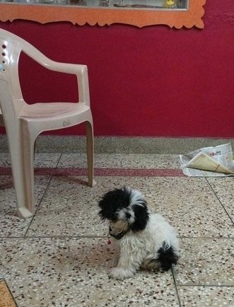 Shih Tzu For Sale In Dehradun