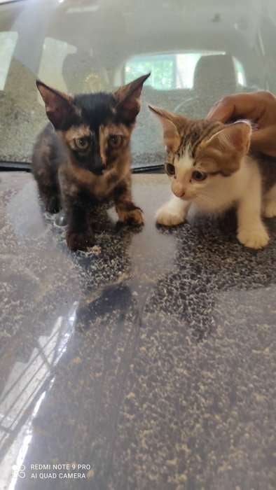 Indian Breed For Adoption In Coimbatore