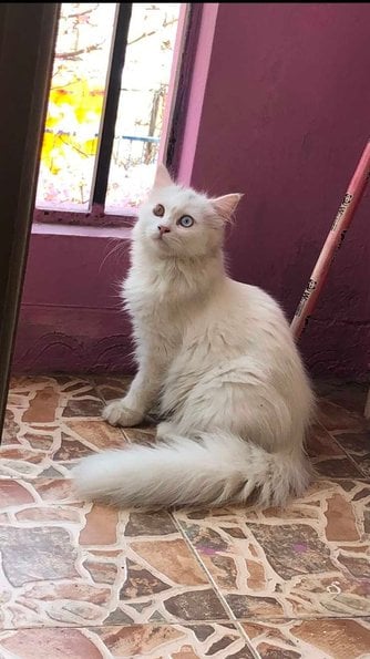 Persian For Adoption In Bangalore