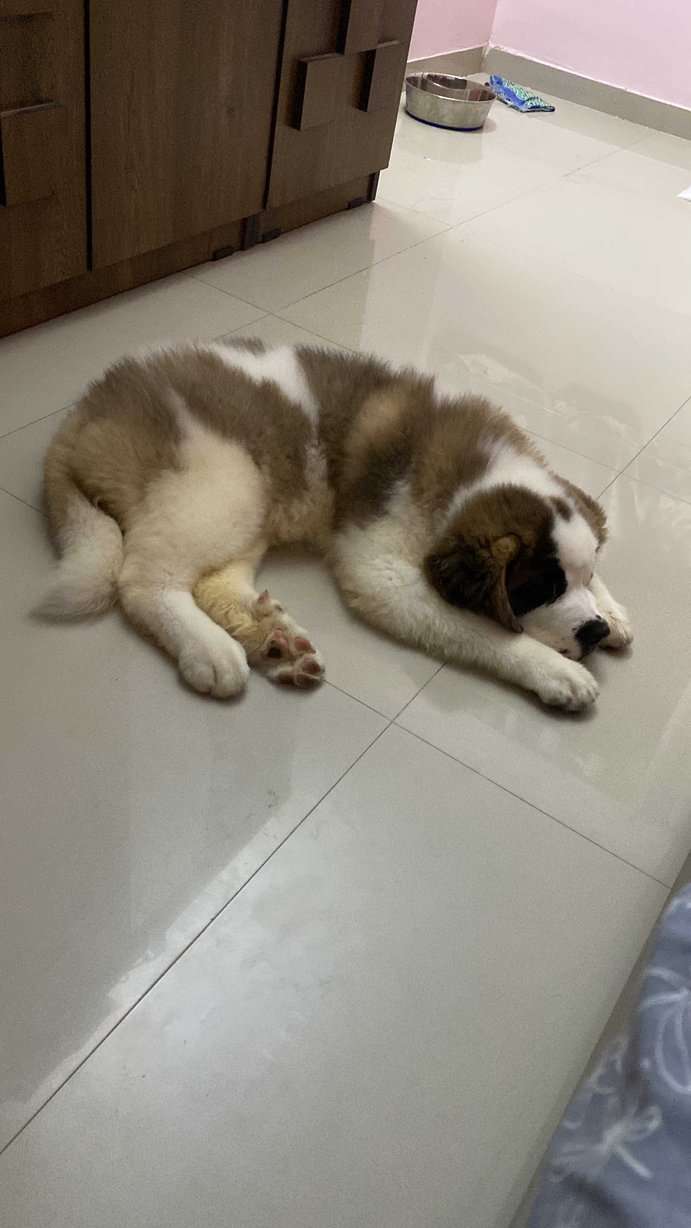 Saint Bernard For Sale In Gandhinagar