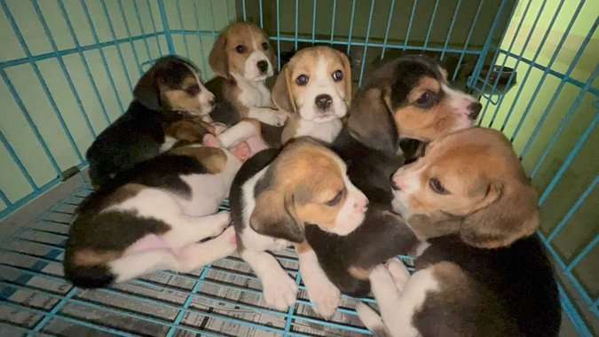Beagle For Sale In Mysore