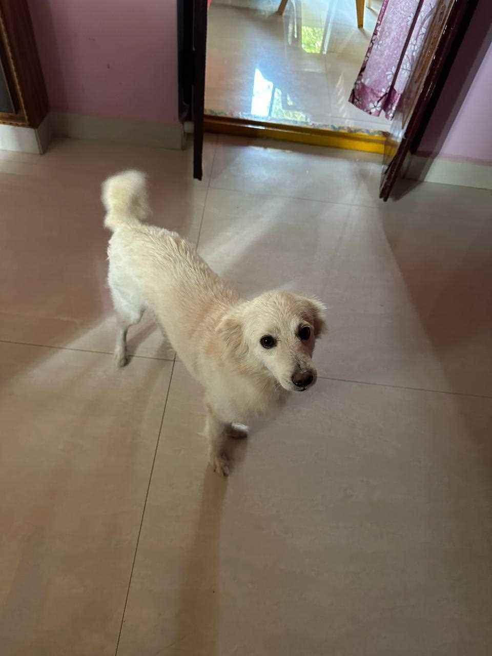 Pomeranian For Adoption In Guntur