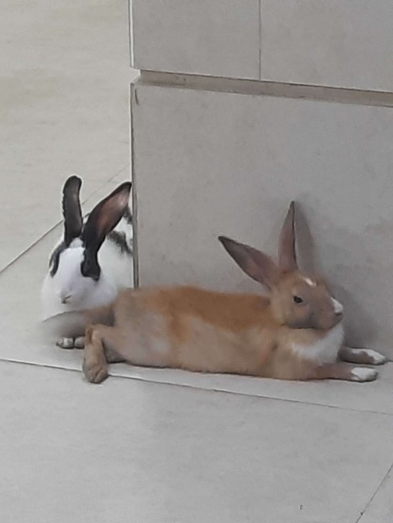 Bunnies For Adoption In Thane