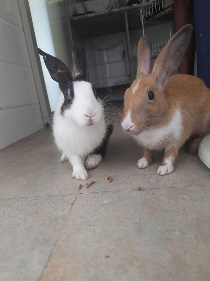 Bunnies For Adoption In Thane