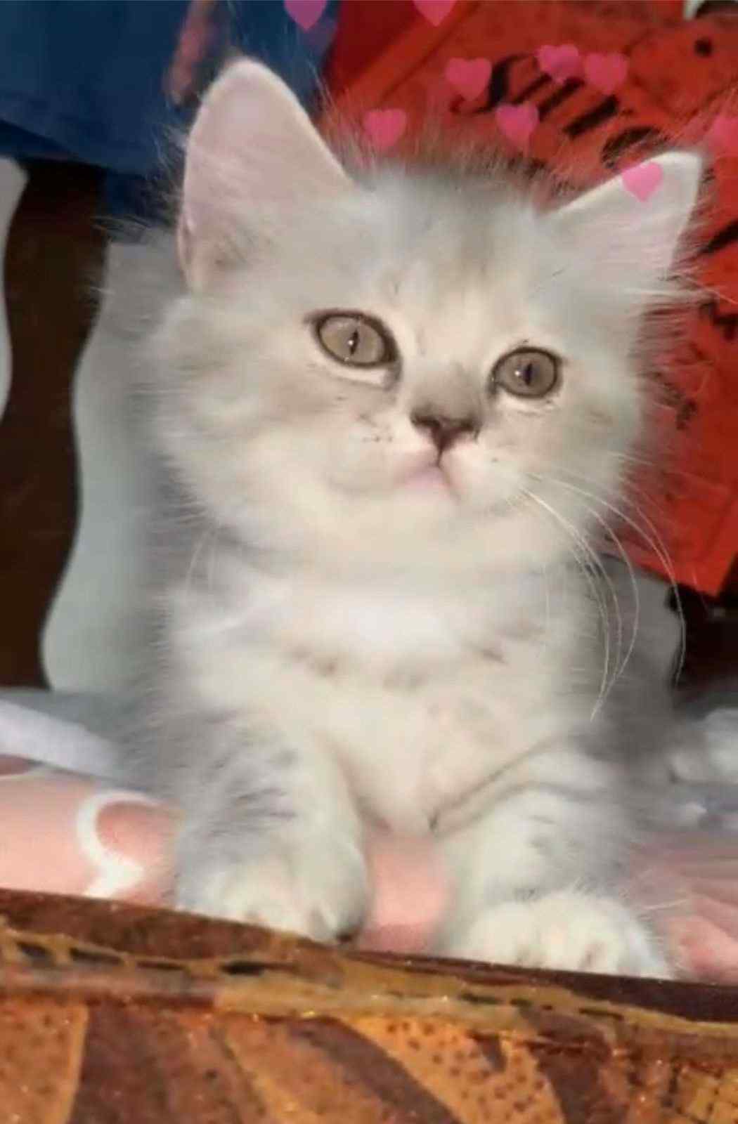 Persian For Sale In Muzaffarnagar