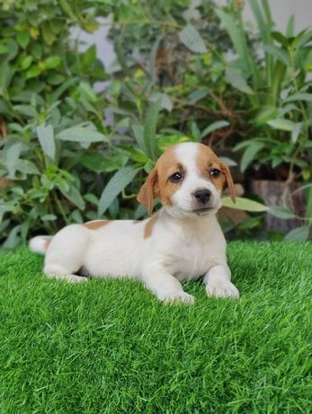 Jack Russell Terrier For Sale In Hyderabad