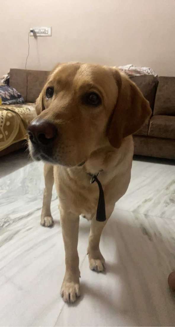 Labrador Retriever Dogs For Mating In Jaipur