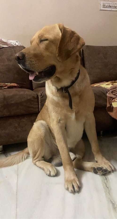 Labrador Retriever Dogs For Mating In Jaipur