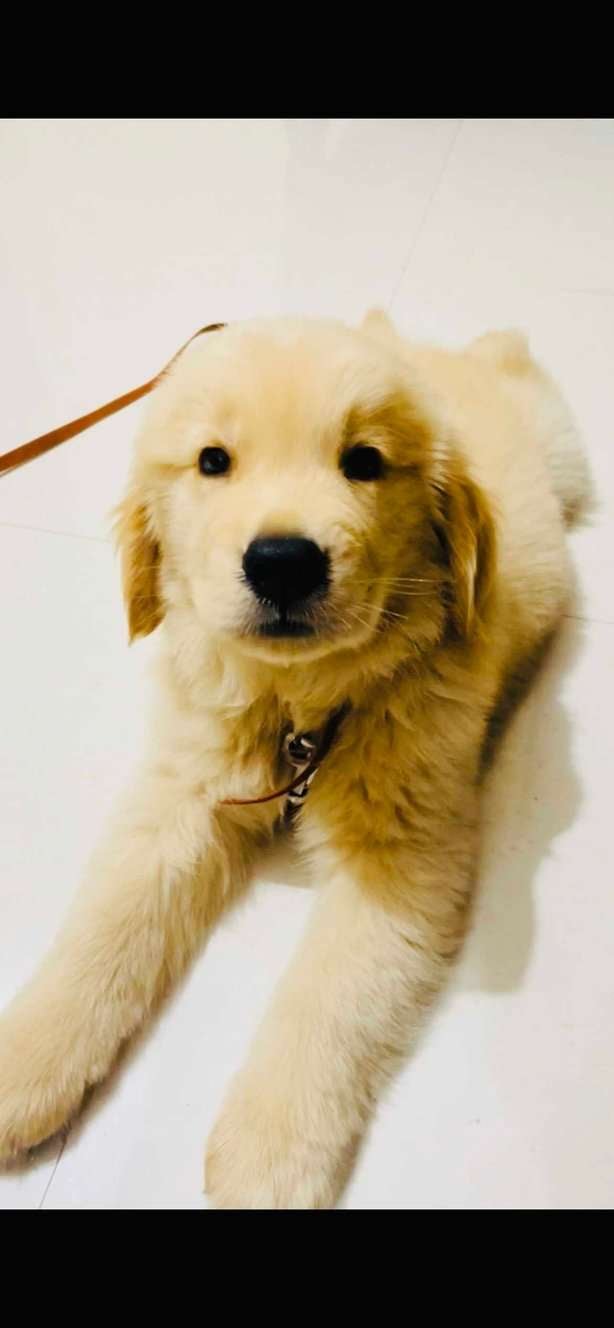 Golden Retriever For Sale In Secunderabad