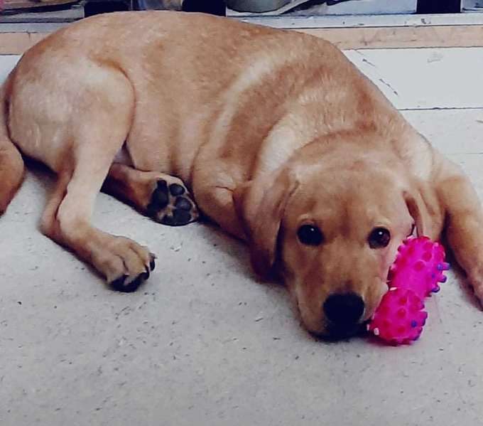 Labrador Retriever For Sale In Tiruchirappalli