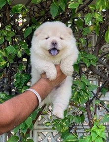 Chow Chow For Sale In Pune