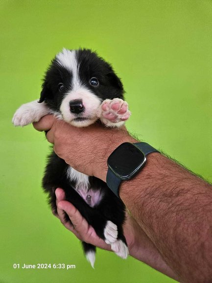 Border Collie For Sale In Jaipur
