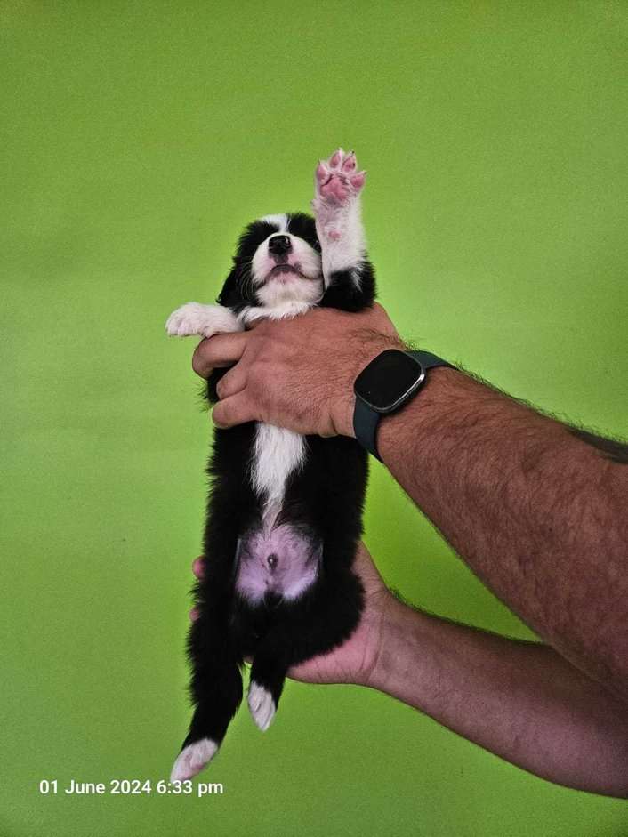 Border Collie For Sale In Jaipur