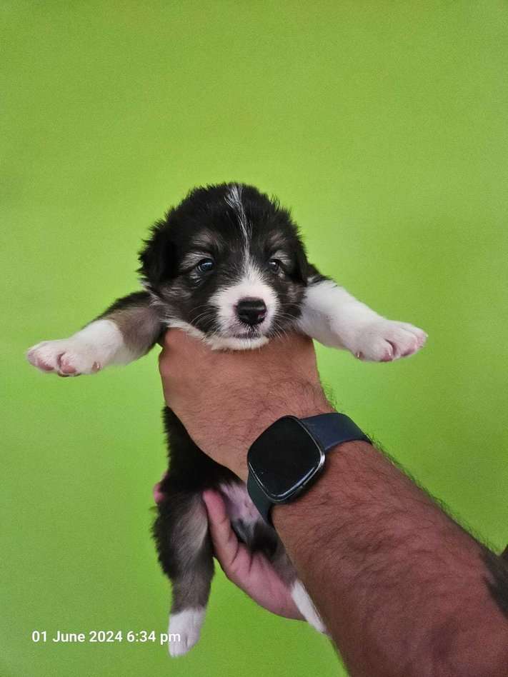 Border Collie For Sale In Jaipur