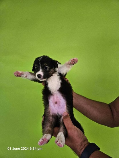 Border Collie For Sale In Jaipur