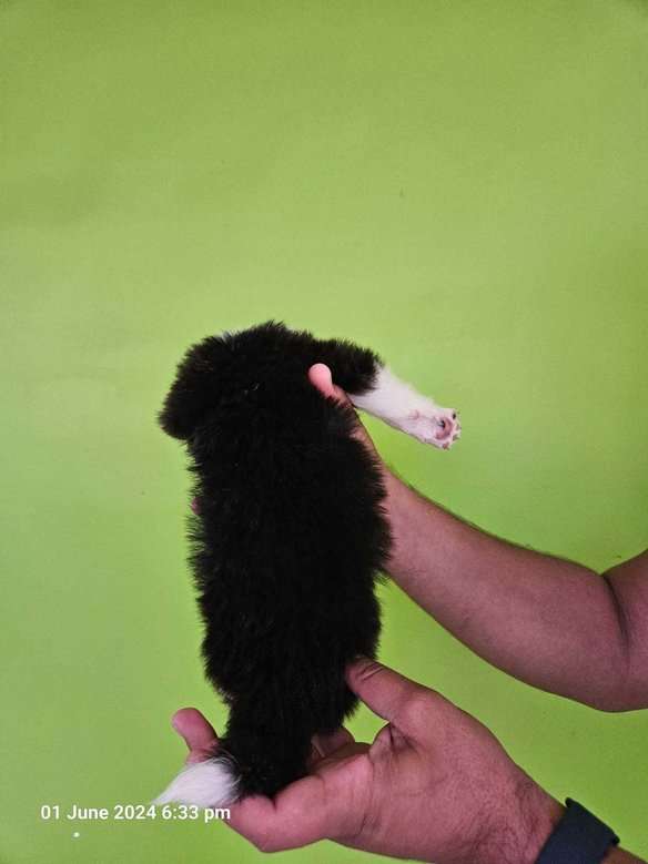 Border Collie For Sale In Jaipur