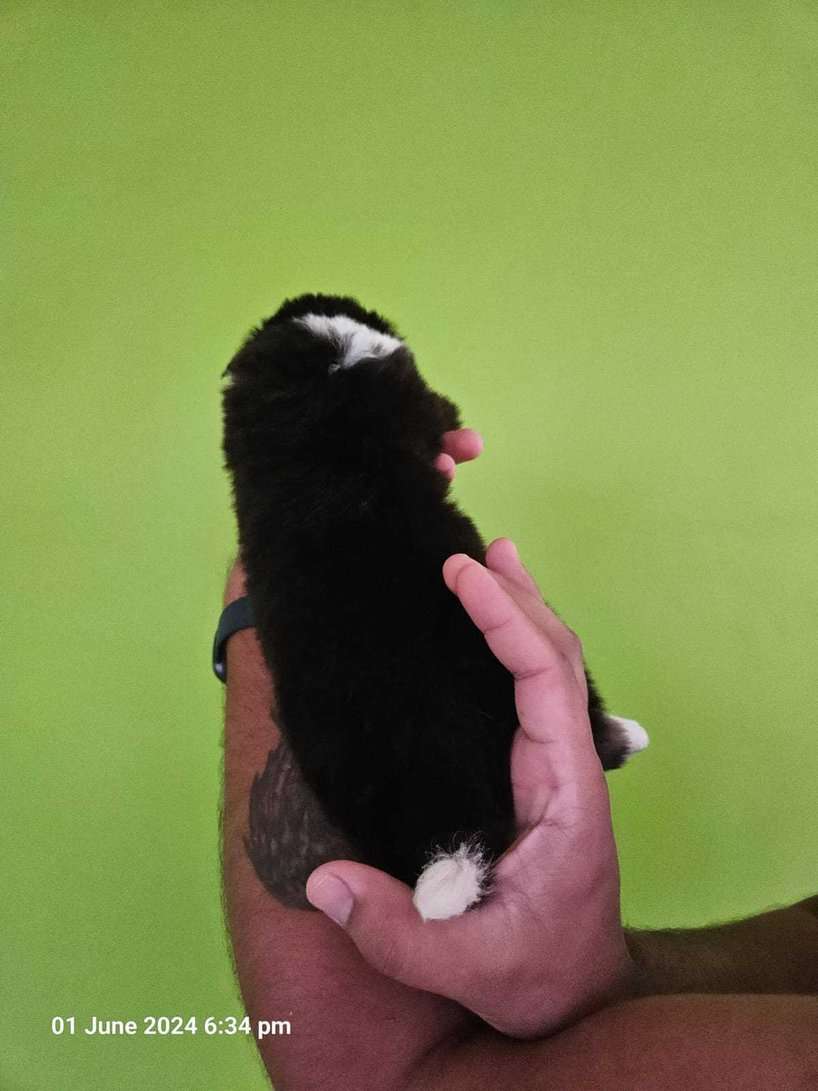 Border Collie For Sale In Jaipur