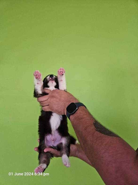 Border Collie For Sale In Jaipur