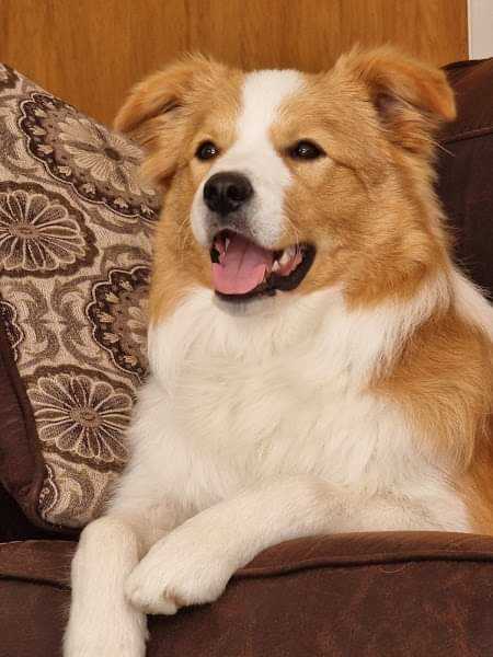 Border Collie For Sale In Jaipur
