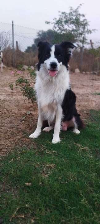Border Collie For Sale In Jaipur