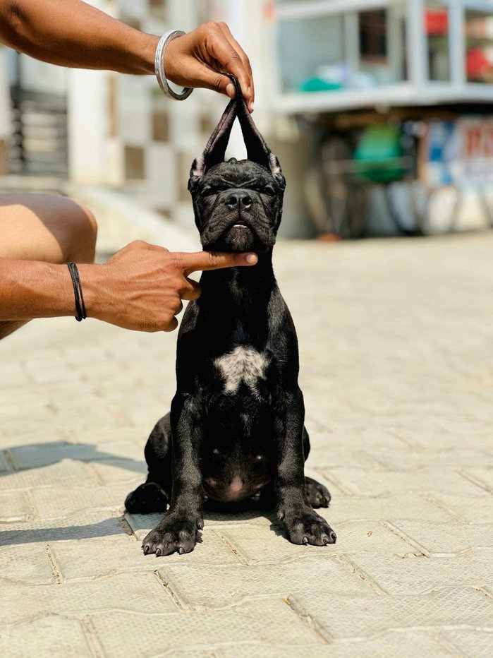 Cane Corso For Sale In Delhi