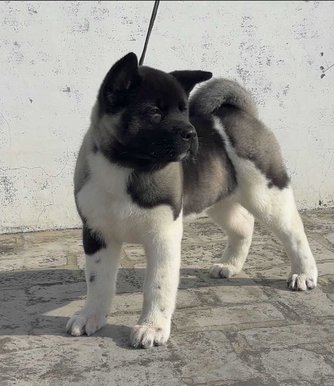 Akita For Sale In Delhi