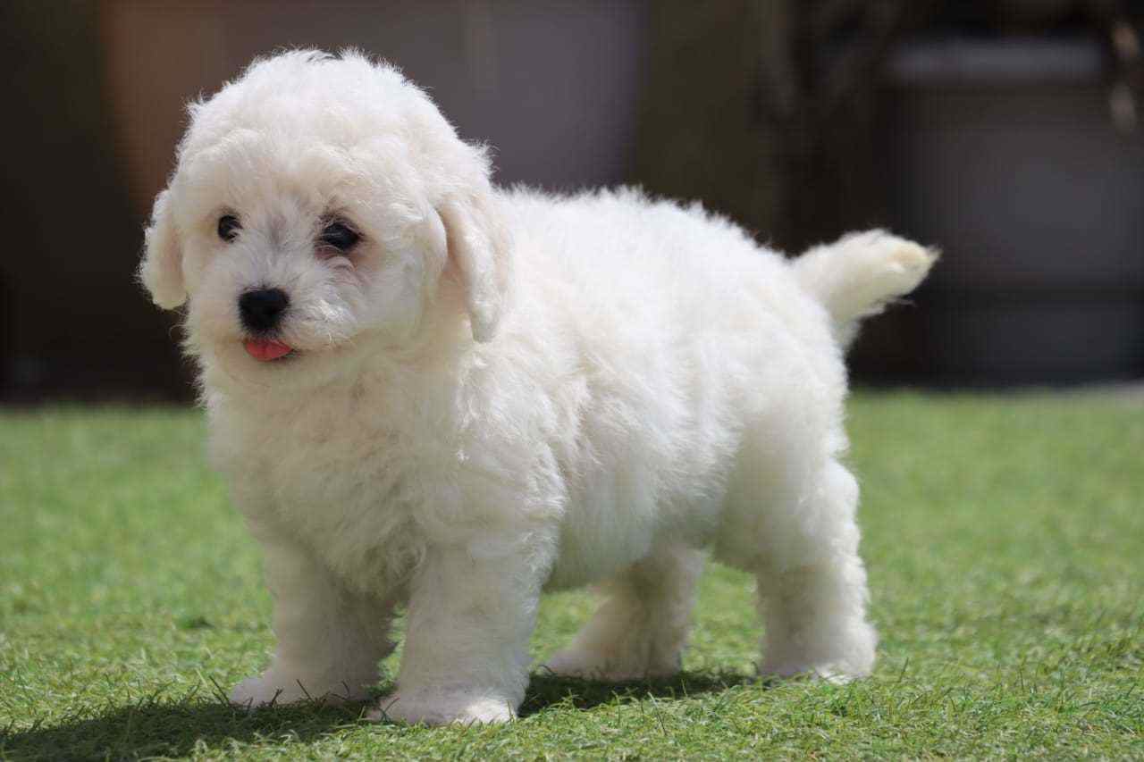 Bichon Frise For Sale In Delhi
