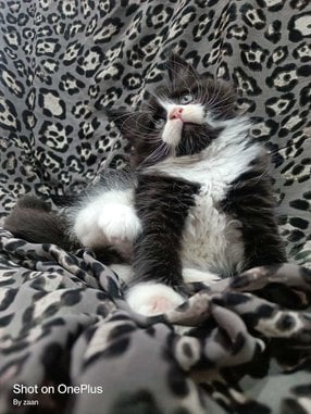 Maine Coon For Sale In Indore