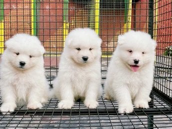 Samoyed For Sale In Bangalore