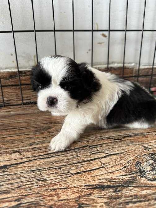 Shih Tzu For Sale In Noida