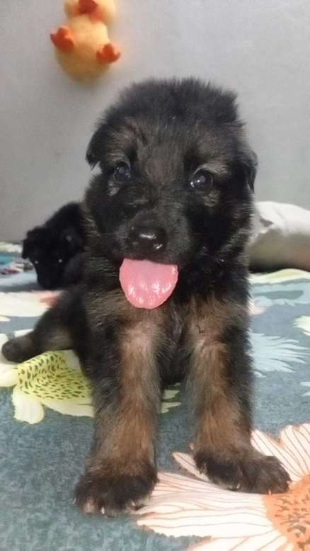 German Shepherd For Sale In Lucknow