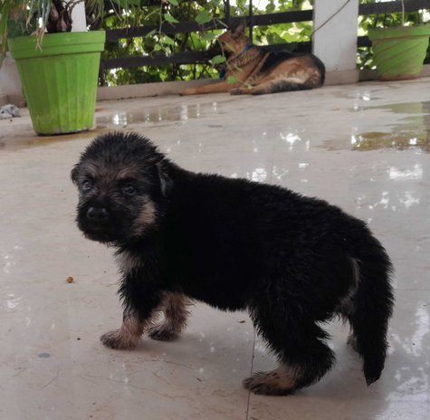 German Shepherd For Sale In Lucknow