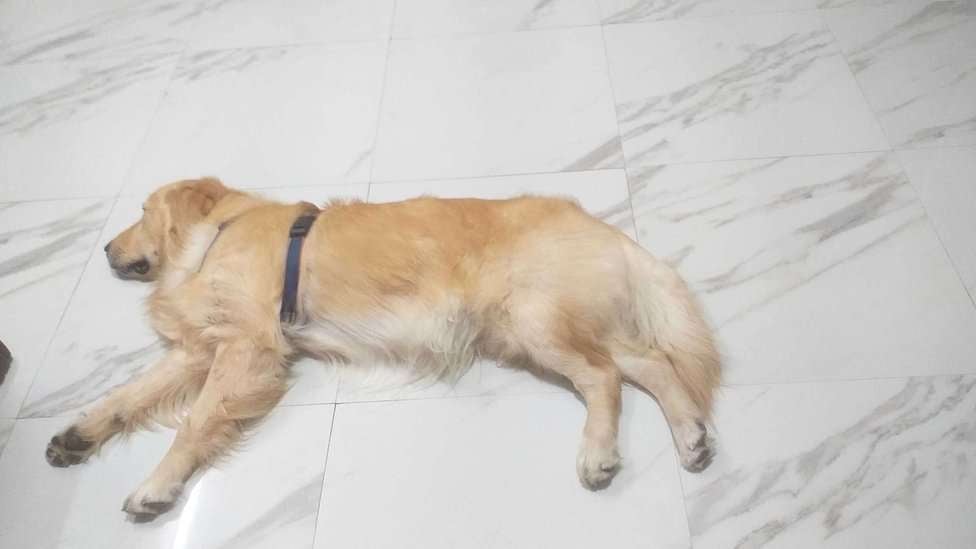 Golden Retriever Dogs For Mating In Chennai