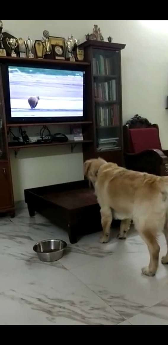 Golden Retriever Dogs For Mating In Chennai