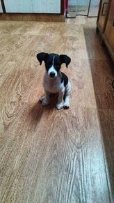 Jack Russell Terrier For Sale In Chennai