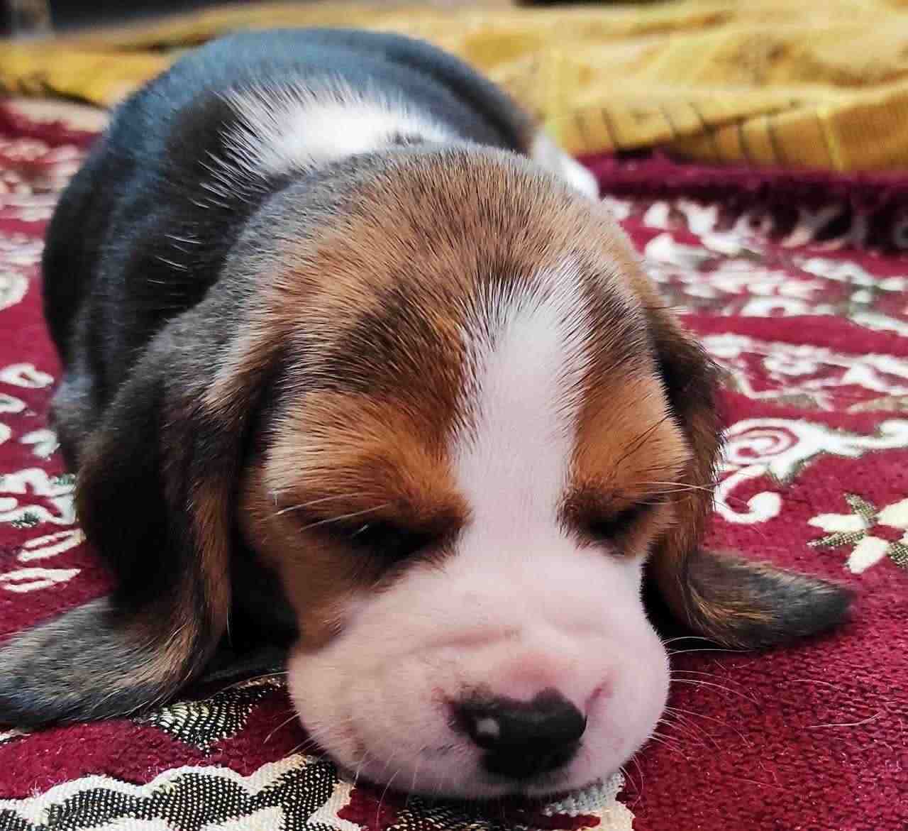 Beagle For Sale In Rajahmundry