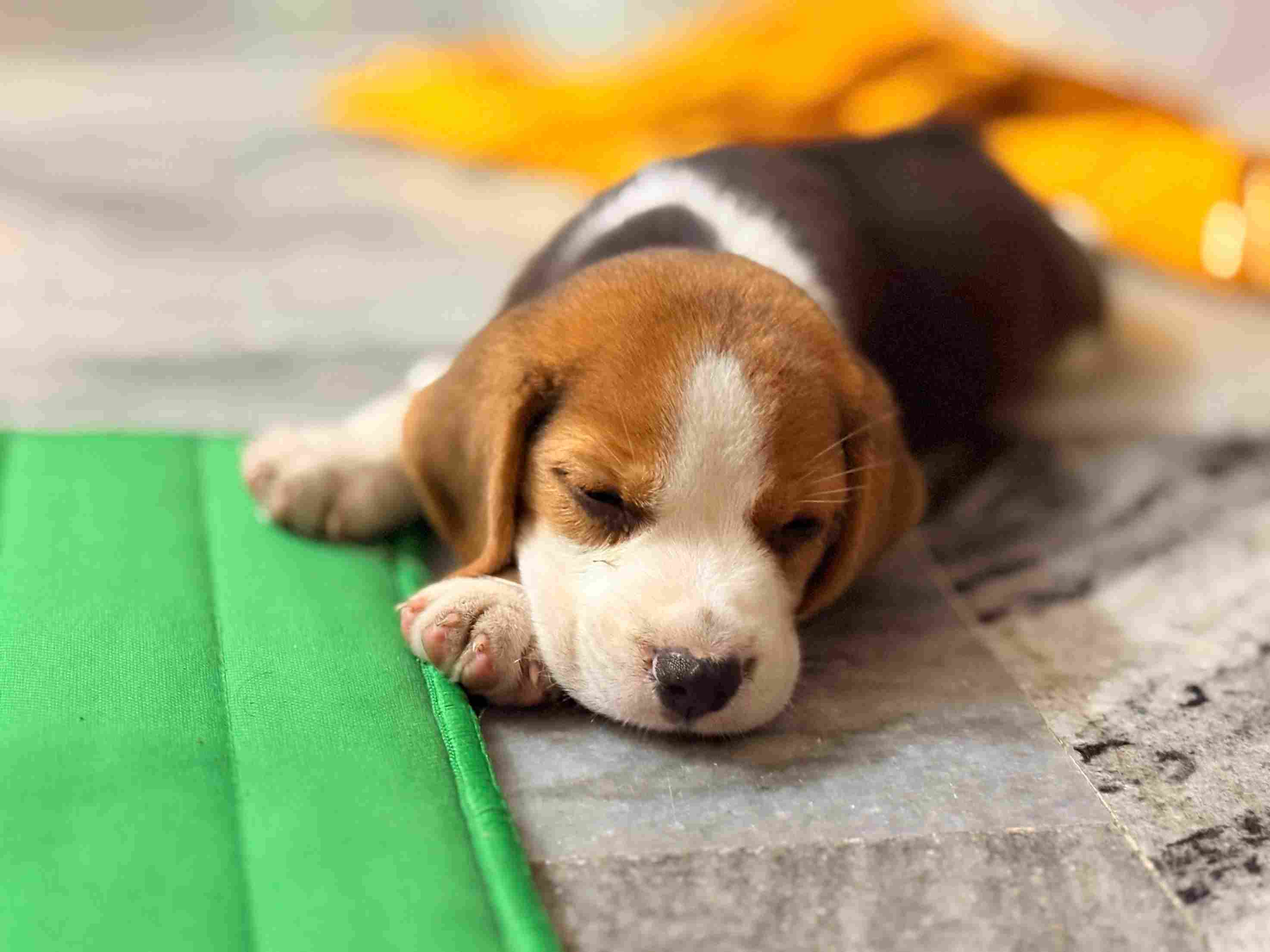 Beagle For Sale In Medchal