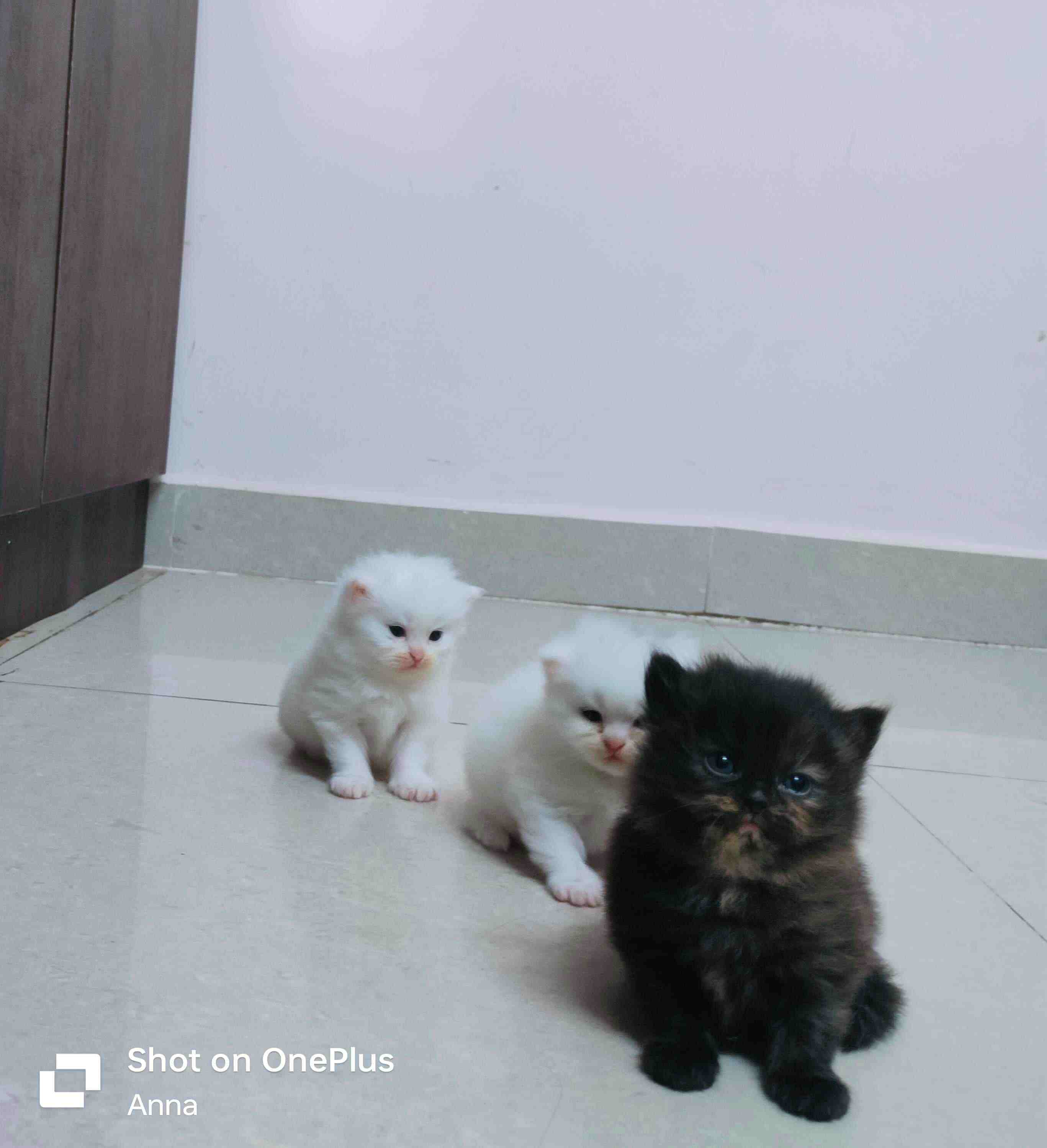 Persian For Sale In Bangalore