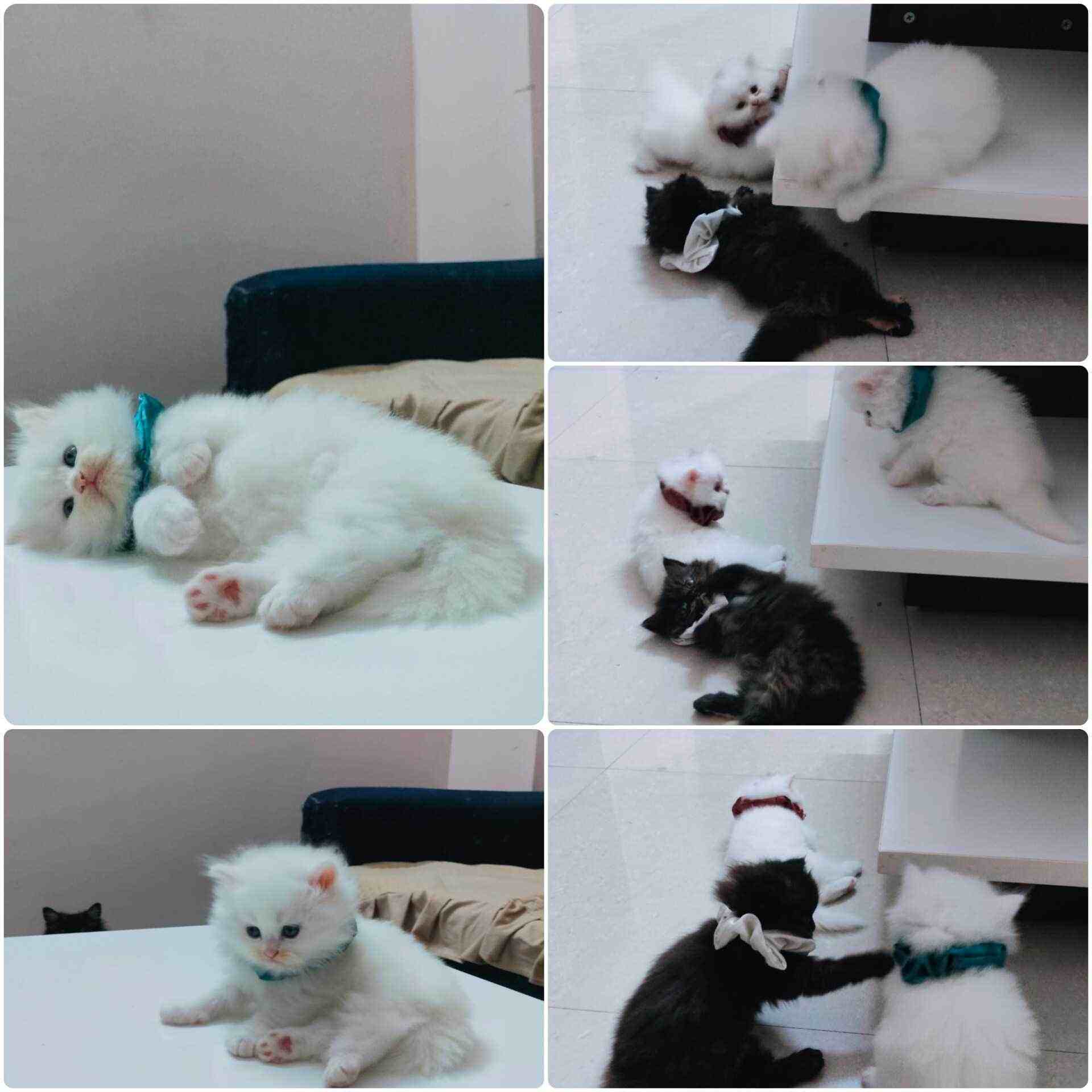Persian For Sale In Bangalore