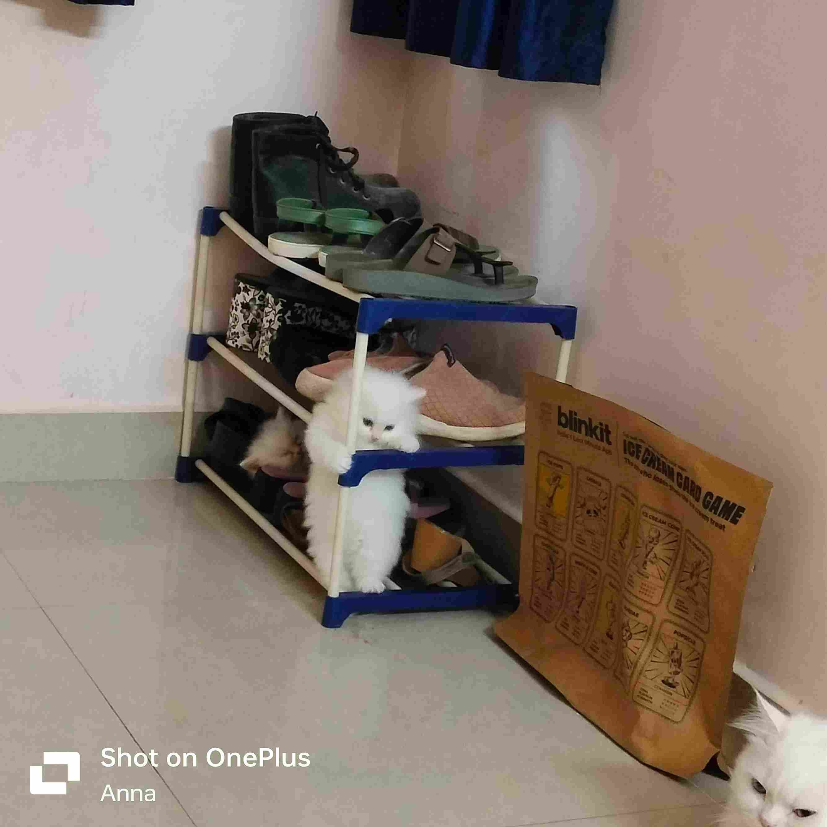 Persian For Sale In Bangalore