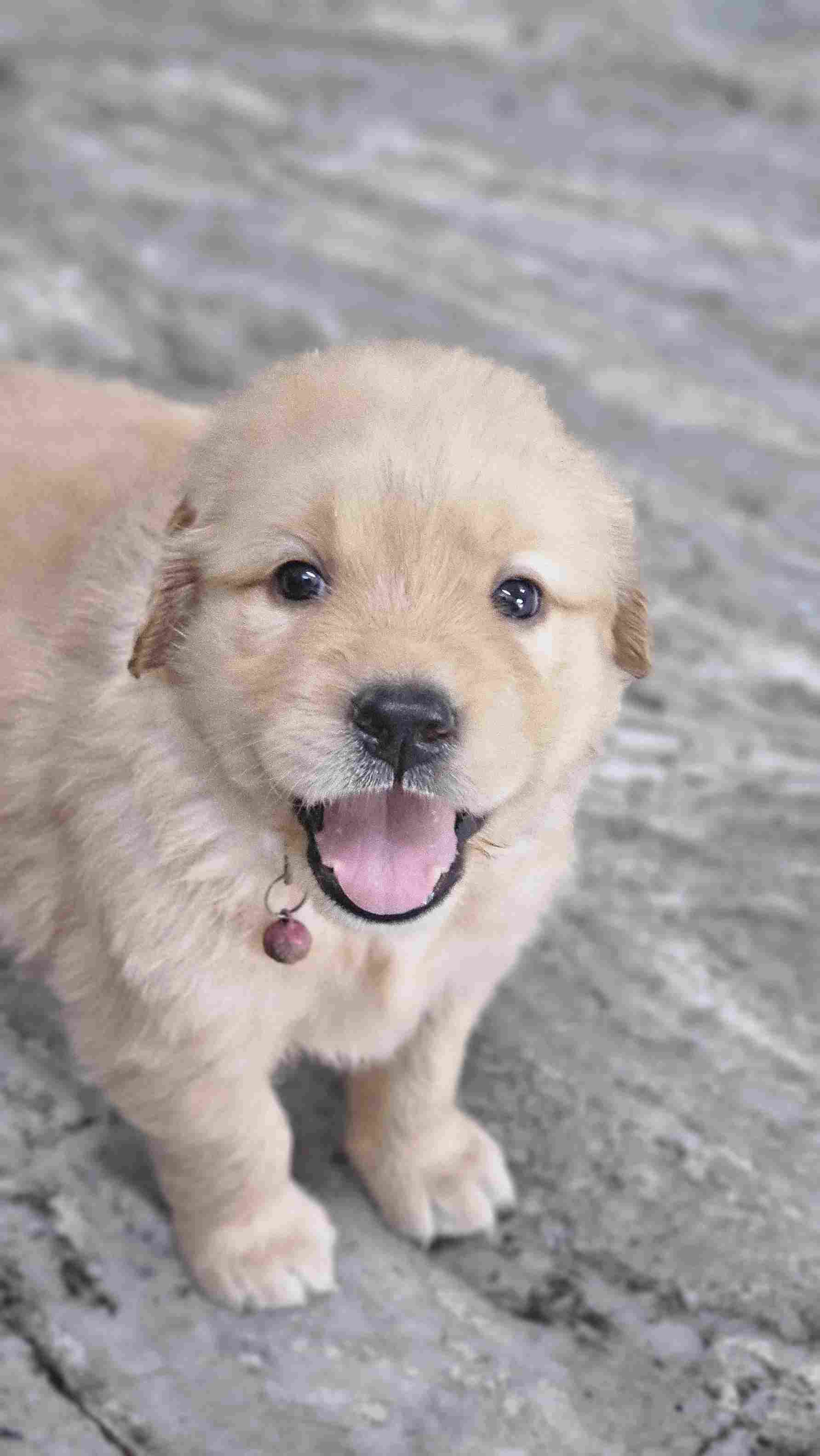 Golden Retriever For Sale In Aizawl