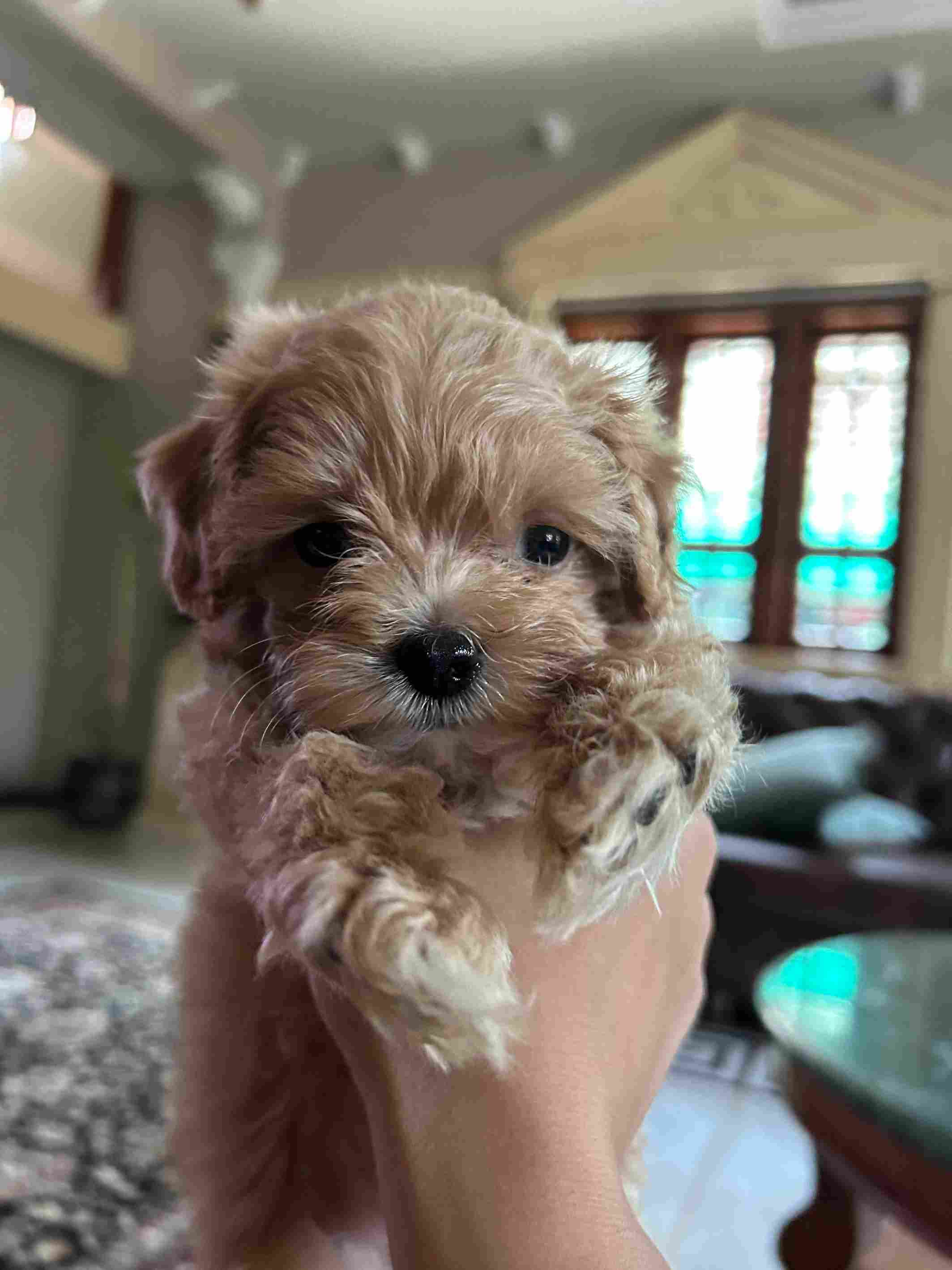 Maltipoo For Sale In Ahmedabad