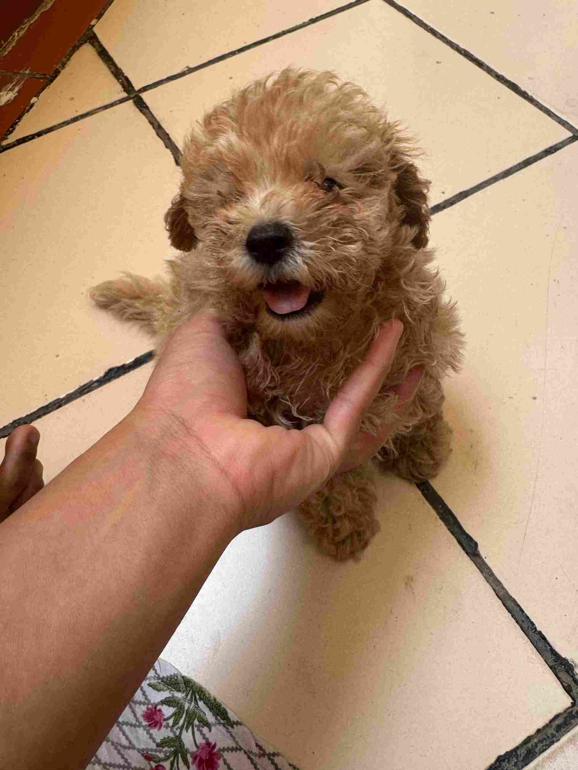 Maltipoo For Sale In Hyderabad