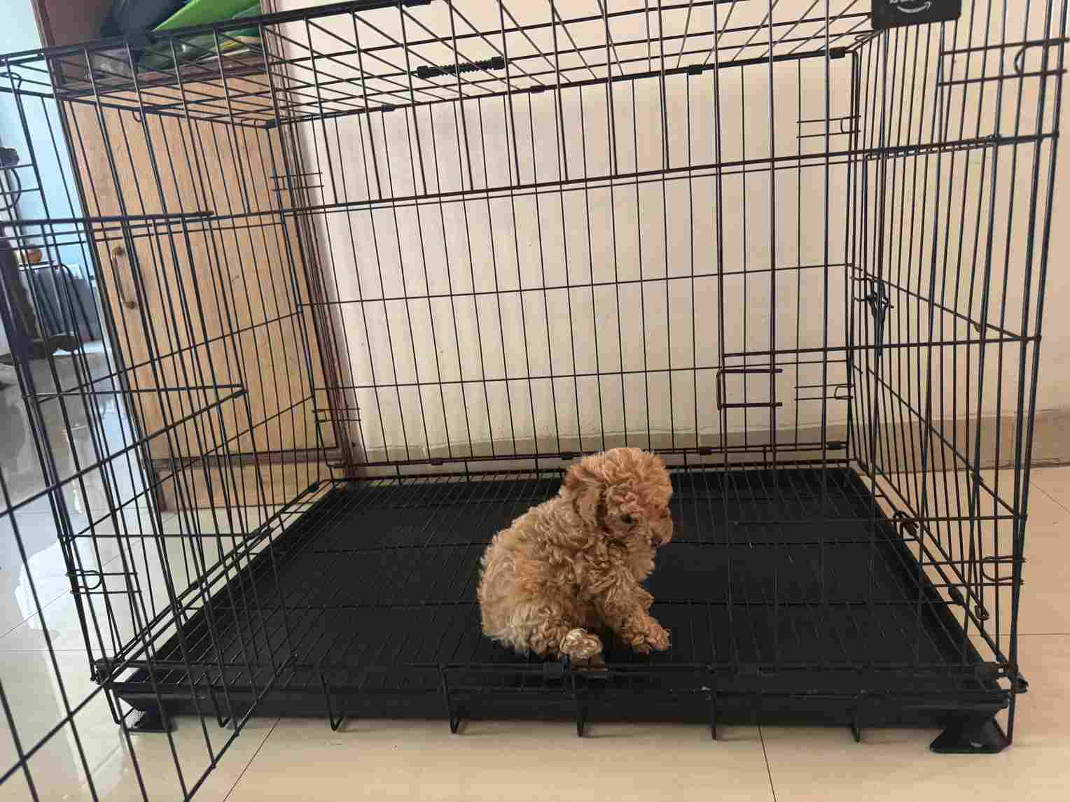 Maltipoo For Sale In Hyderabad