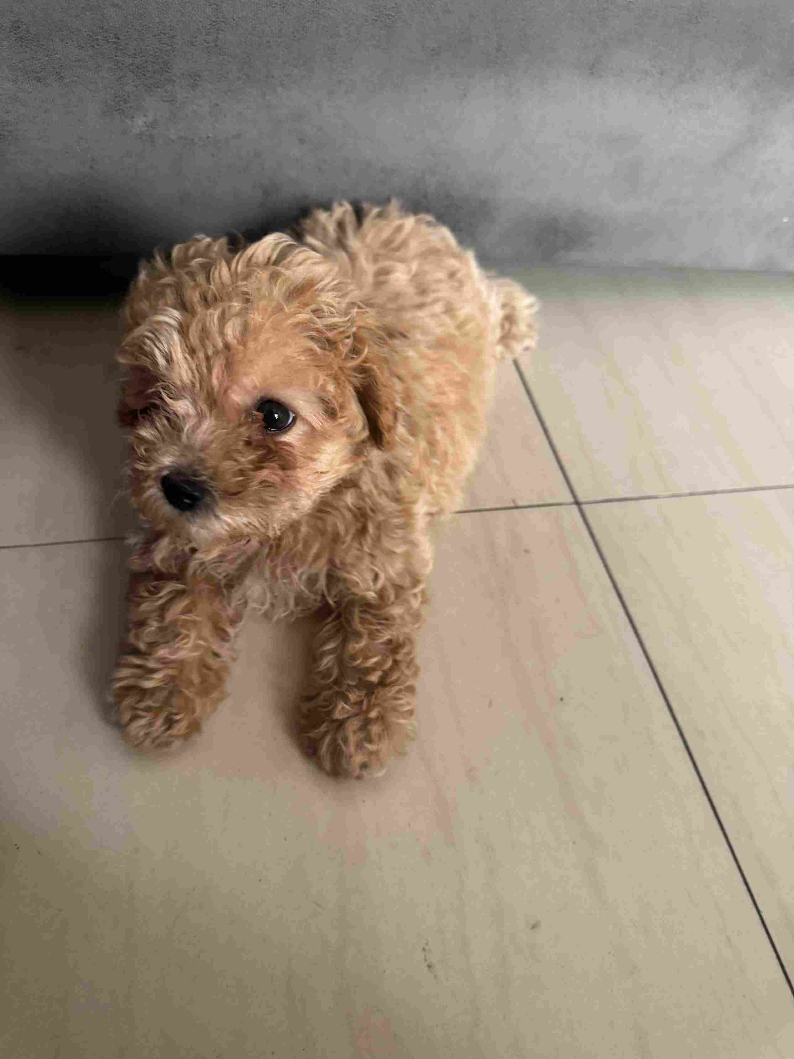 Maltipoo For Sale In Hyderabad