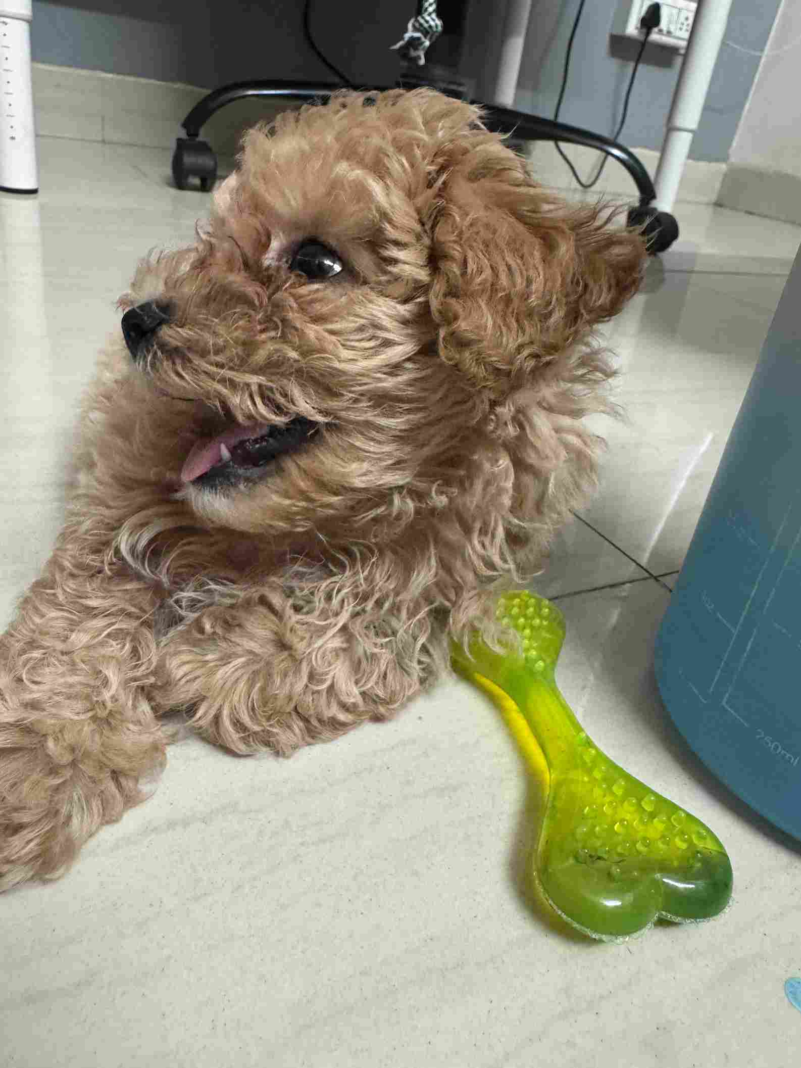 Maltipoo For Sale In Hyderabad
