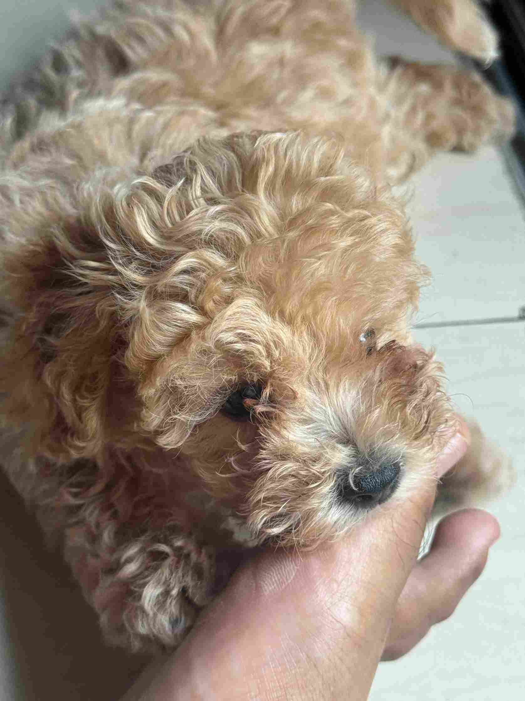 Maltipoo For Sale In Hyderabad